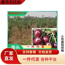 一件代发批量订购果树苗桃李子杏柿子板栗核桃樱桃绿化苗占地苗