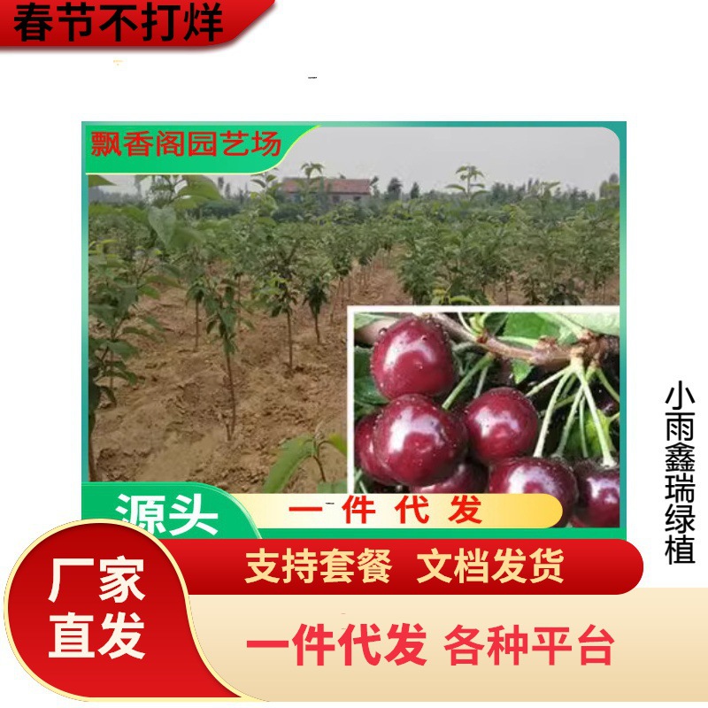 一件代发批量订购果树苗桃李子杏柿子板栗核桃樱桃绿化苗占地苗