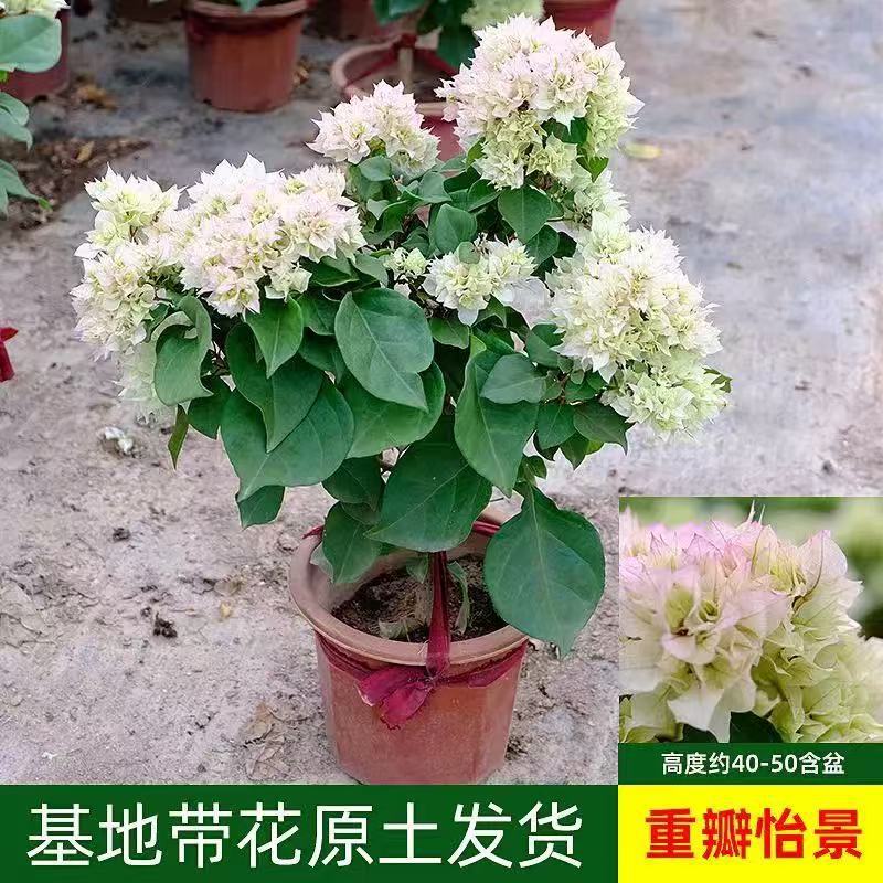 详情图