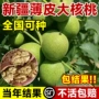 新疆特大盆栽大果核桃苗