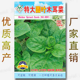 5克特大圆叶木耳菜种子 大叶厚肉叶片肥厚藤菜落葵豆腐菜多次采收