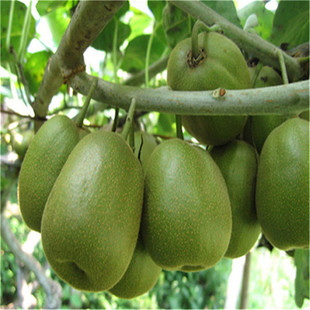 �������l��Ʒ�N����ܛ���J���ҹ�����t�īJ���Ҽ޽�������