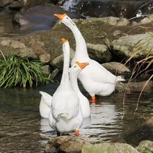 �Z�л����N���Z�������Z�ļ��a������Z������Ó�������l����