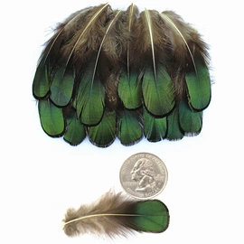 羽毛、羽绒;除尘掸