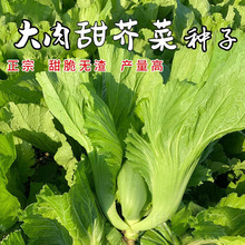 四川芥菜青菜种籽种子儿菜酸菜泡菜大全孑包心芥菜种籽疙瘩大肉青