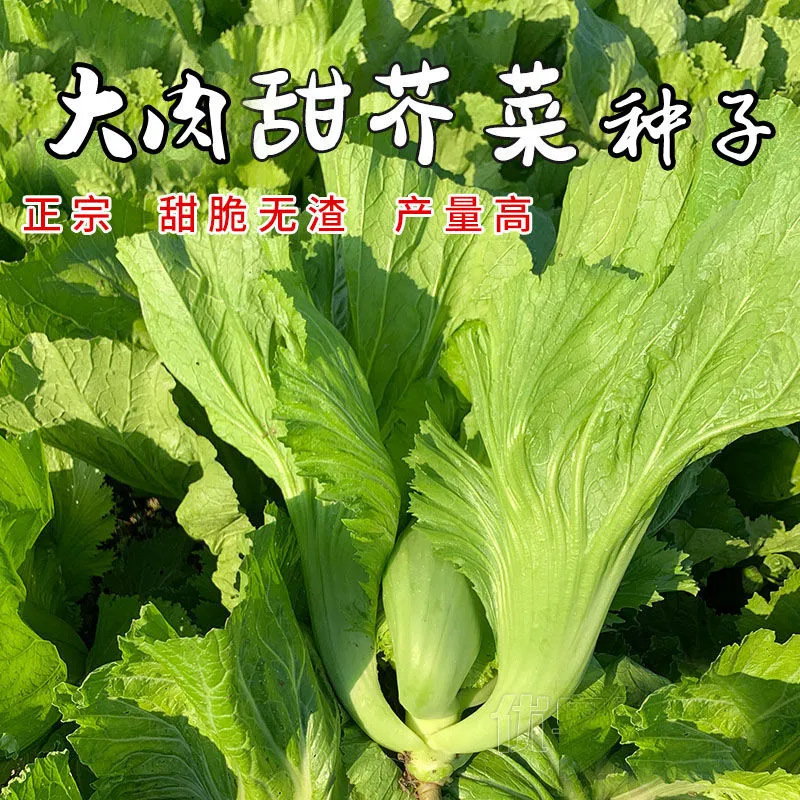 四川芥菜青菜种籽种子儿菜酸菜泡菜大全孑包心芥菜种籽疙瘩大肉青