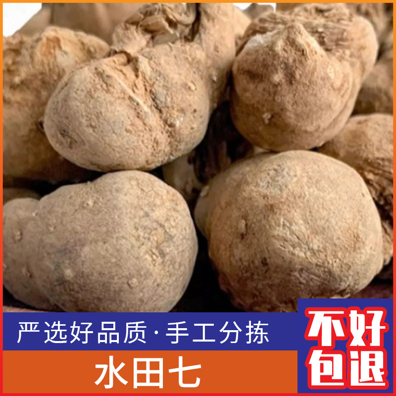 野生水田七新鲜水三七 水虾公 屈头鸡 土三七500g克干货