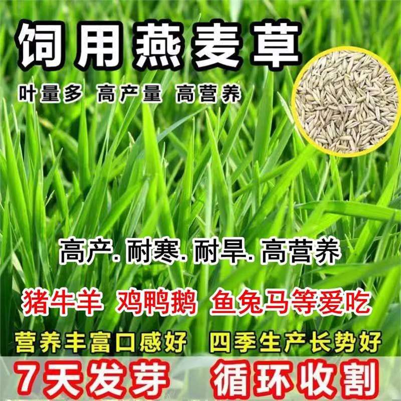 牧草种子燕麦荞麦小麦耐寒耐旱南北方多年生无芒雀麦大麦种籽