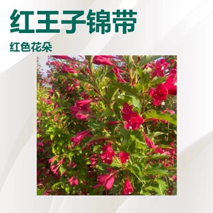 �½����ɸ��C���� �t�����\���G�h �ļ��\���� ��������С��a��
