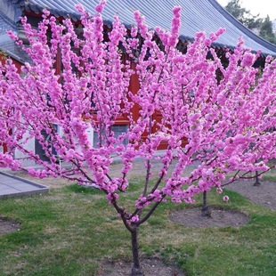 һ�����l�����ͺ����~÷�t÷�G÷�D÷�Ϙ��辰÷�����҃��̨����