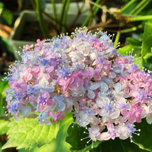 ���ֱ�l�������Ϙ��o�M���ļ��_�����Ի���ֲ���҃Ȼ������ͺ�