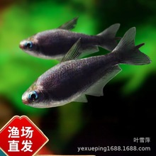 �ڵ������~����С�͟Ꭷ��ˮ�^�p�~�ݸ�Ⱥ���S������{���������w