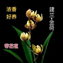 兰花苗建兰金荷室内盆栽植物浓香花卉矮种盆景带花