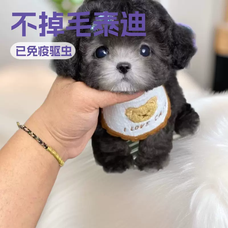 纯种韩版贵宾犬小型泰迪玩赏犬茶杯犬宠物活体狗狗家庭伴侣犬幼崽