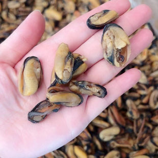 ��̖���˸ɜ����خa500g�Ҝ������Oؐ��ں��r��؛�ؼ�