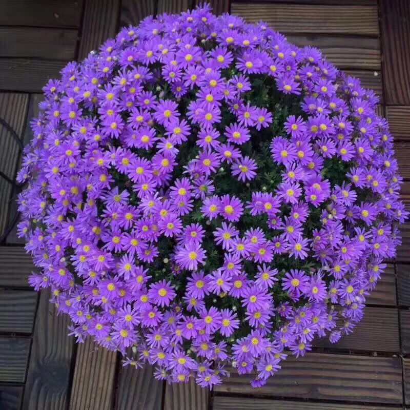 姬小菊大盆大小苗盆栽带花苞发货四季开花开不断爆花植物好养花卉