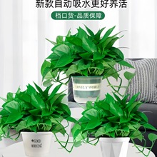 �G�}�����҃�ֲ���·����Ã����՚�ˮ��Gֲ�����L�ٴ������~�G�}