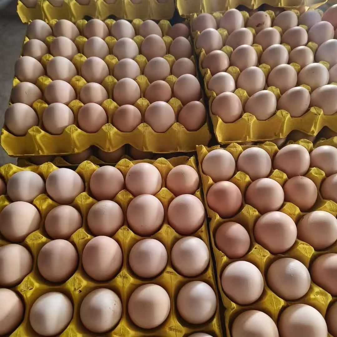 360 farm fresh eggs wholesale free-range chicken eggs country eggs natural eggs whole box