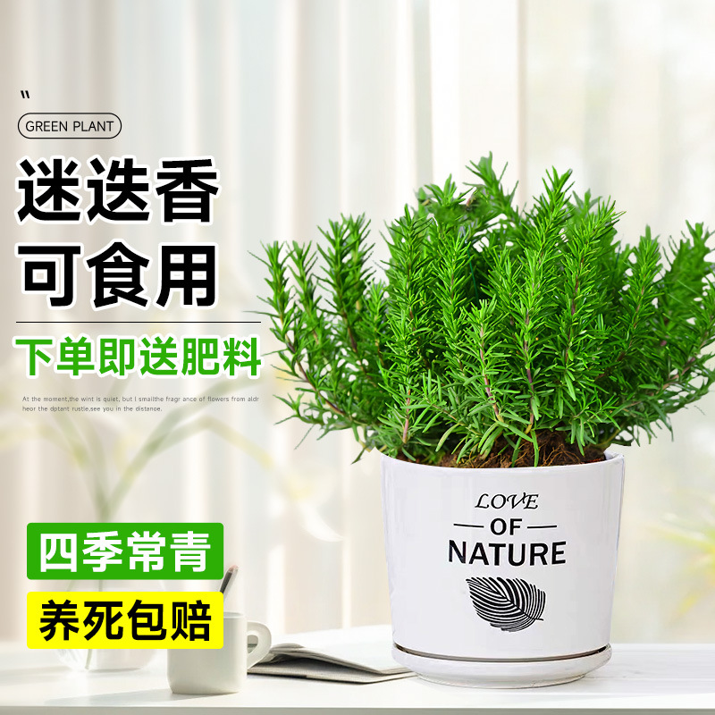 精選食品級迷迭香【愛與自然盆】
