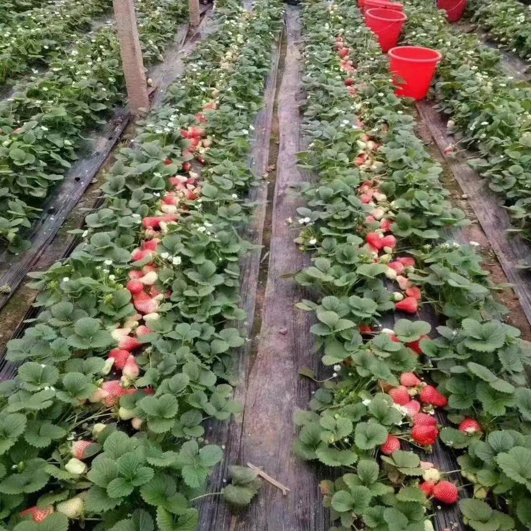 奶油草莓苗盆栽带盆带食用四季丹东红颜草莓秧