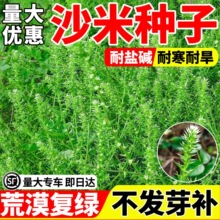 ɳ�����Ӷ�������Įֲ���̻�������̬�޸���ƶ���������ɳ�����