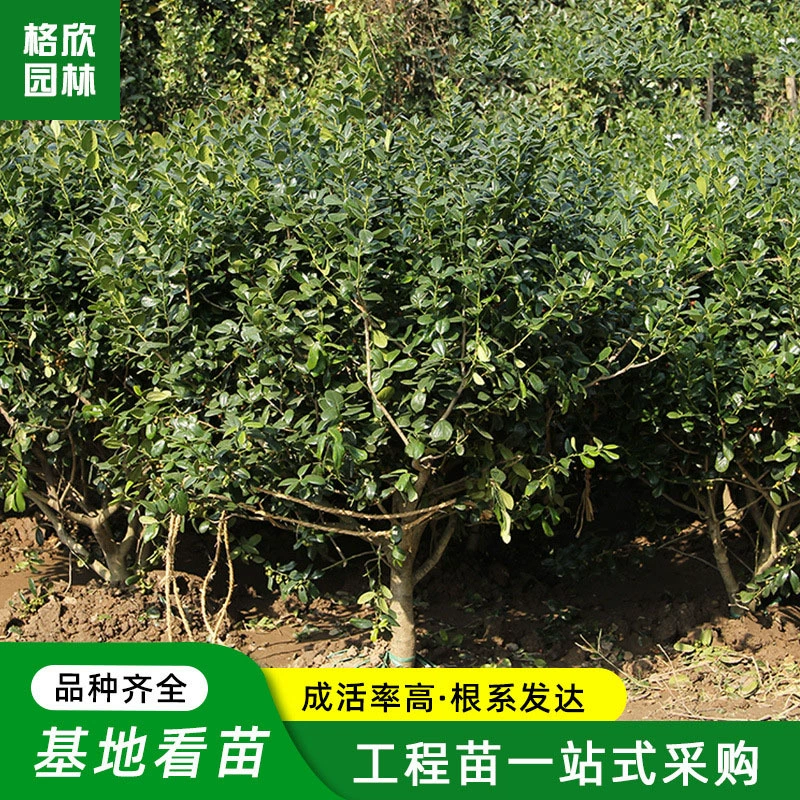 Основание шарика из кости без шипа оптом квадратный двор дерево озеленение дороги парк Зеленое пространство Лепка вечнозеленый тигровый шип