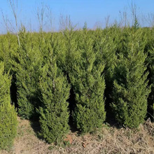 ��~���ٹ�·С�Ȱؘ���Ҏ������κ����؂Ȱؘ��������F���{����