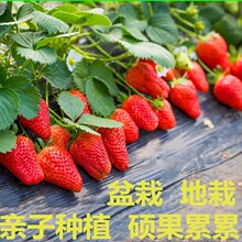 四季草莓苗盆栽带土带果带花当年结果食用红颜牛奶草莓秧阳台带盆