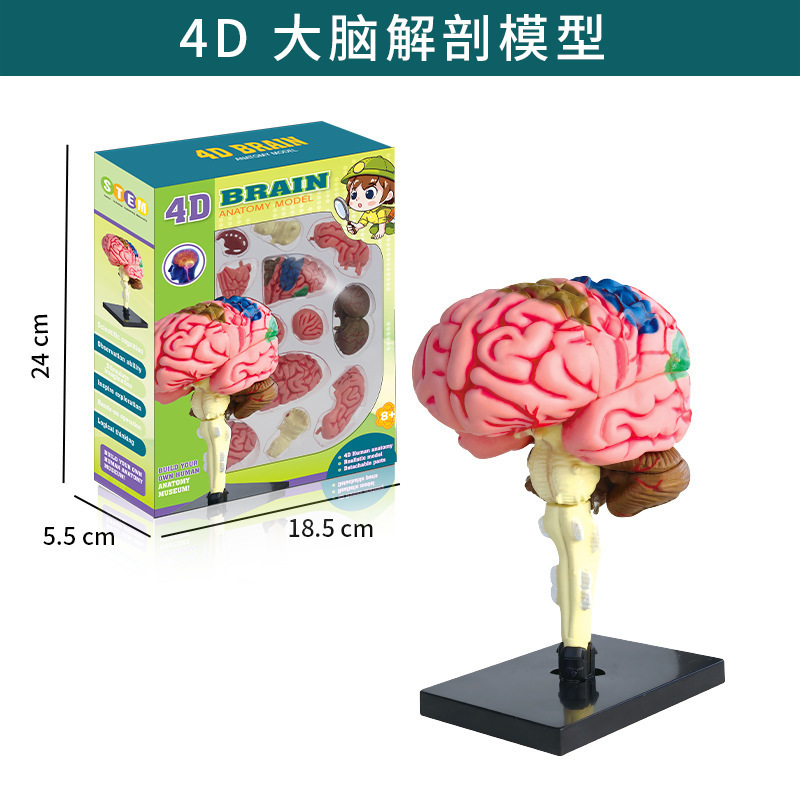 跨境玩具早教人体器官骨骼模型套装科教中小学生DIY组装儿童益智|undefined