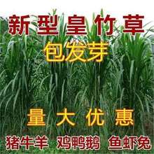 MڻݟoëݷNͺļιBţiݶݷN