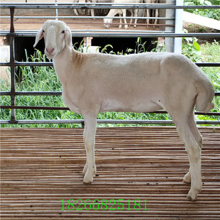 山羊仔圖片 海量高清山羊仔圖片大全 阿里巴巴