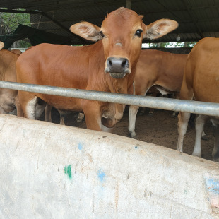 ������ţ��Ʒ�N�����Sţ��Ԫ�s��ţ ������ţ ţ���s��Сţ����