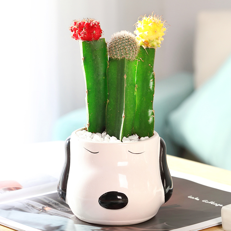 세 가지 조합(큰 귀 개 세라믹 세면대는 품절이며 무작위 만화 세면대가 배송됩니다)