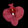 Red, big, 11.5cm