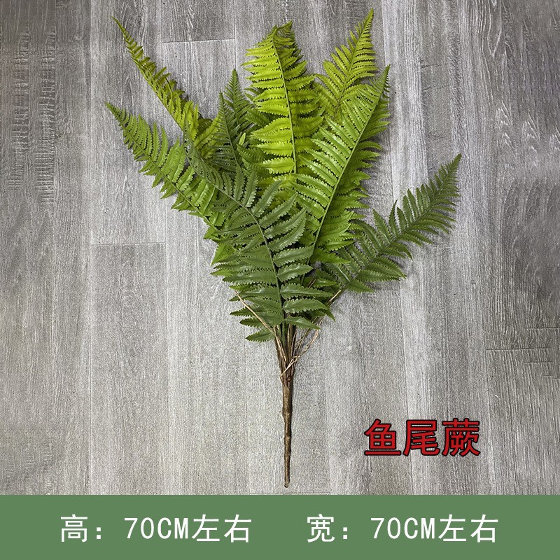 Helecho de cola de pez