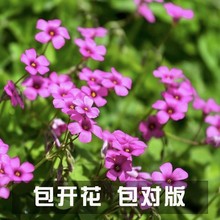 红花酢浆草盆栽炸酱草红花草花坛航道绿植老根庭院绿化植物