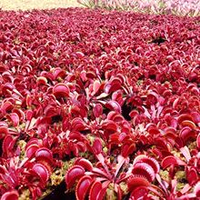 ��N��ω��������òݳ����x�ݓ�ω��Ȥζʳ�xֲ�����ʳ�˻���