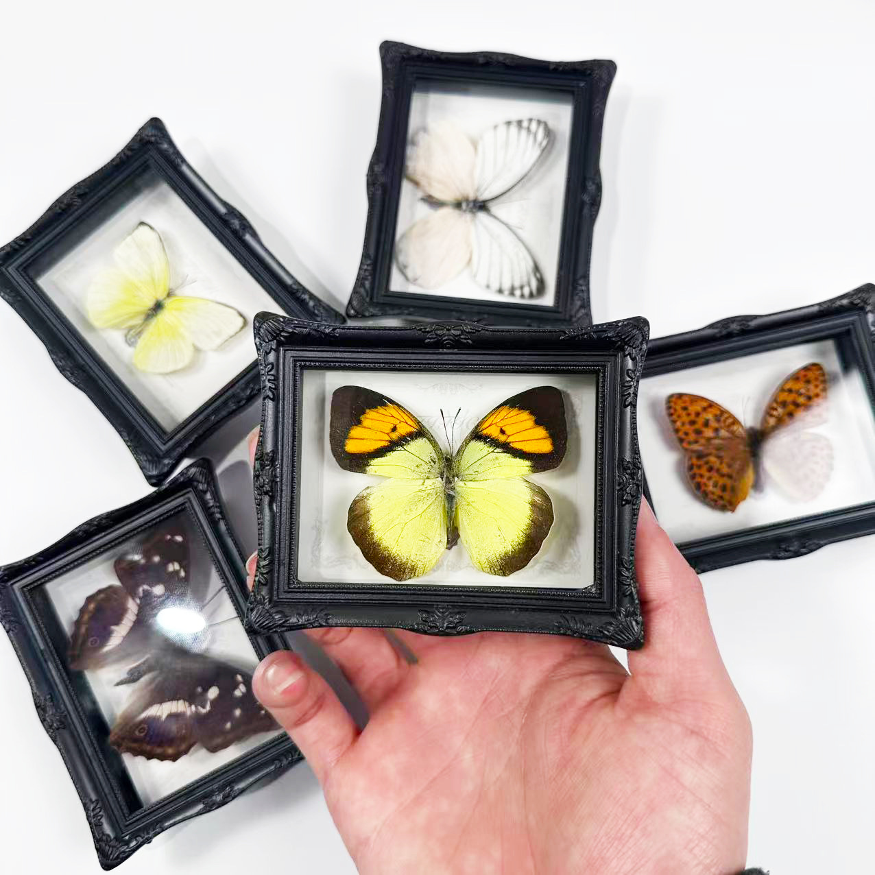 Real Butterfly Specimen Refrigerator Magnet Finished Product Home Decoration Ornament Creative Birthday Gift Science Education Wall Hanging