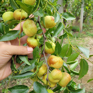 ���جF�ڗ����� ����ɳ�� ������󴗗 ��Ʒ�N���J�� 5���ֶ���