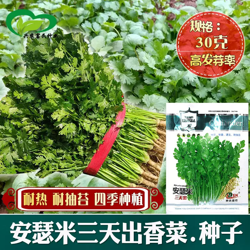 安瑟米三天出香菜种子 农田菜地农户四季种植香味浓郁大棵香菜籽