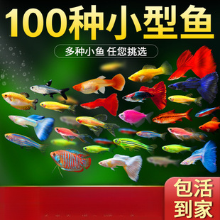 С�͟Ꭷ�����~���R�~��̖�^�p�~��ˮ���B�ͻ��ȸ�~����w�����