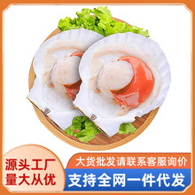 半壳扇贝整箱 虾夷扇贝 河北原产500g/袋 商用冷冻水产首鲜道