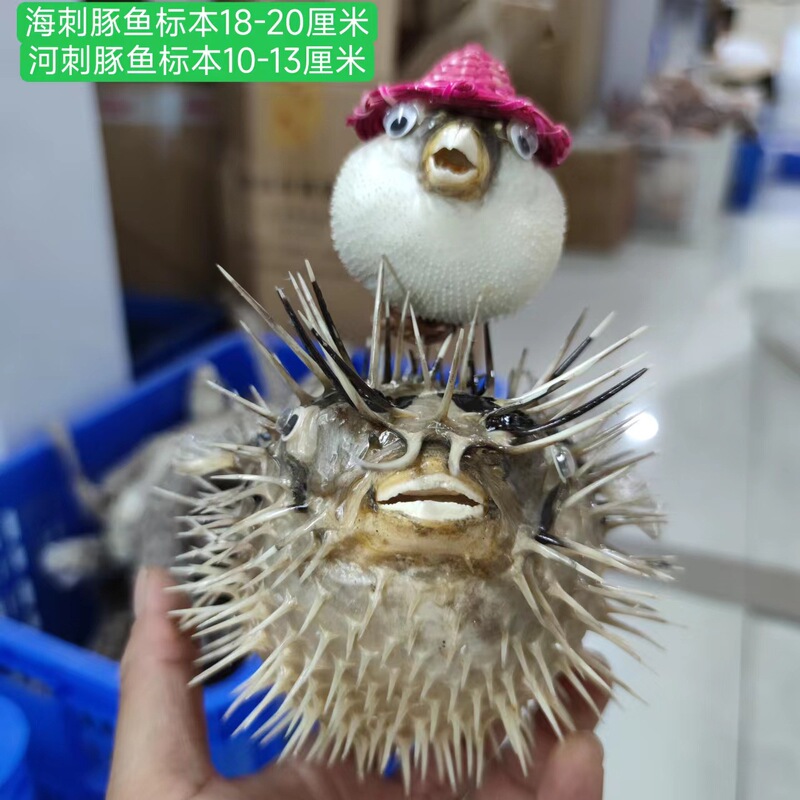 Sea Porpoise Fish Specimens, River Porpoise Fish Specimens, Decorative Ornaments, Collectible Shell Crafts, Direct Sales and Wholesale