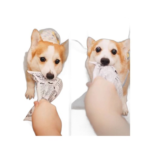 Pet dog toy resistant to chewing and molaring, self-pleasure and boredom relief artifact, sound newspaper toy
