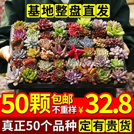 灯笼;节庆用品;收纳架