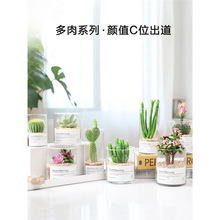 多肉植物仙人掌仙人球肉肉组合盆栽办公室内花卉好养桌面小绿植防
