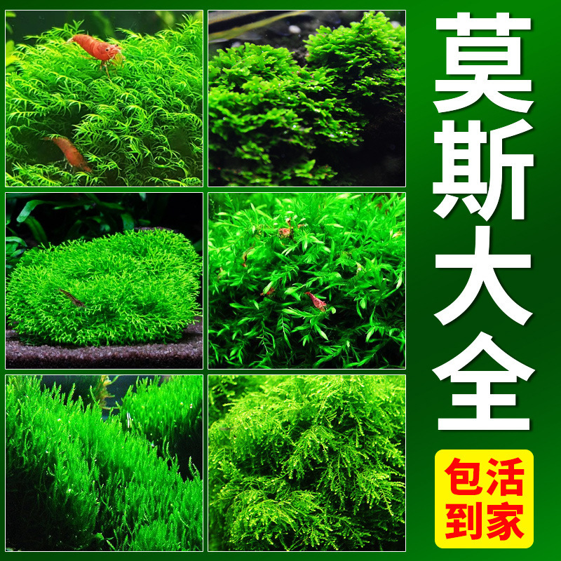 Fish tank Moss aquatic plant living mousse piece bulk Moss tree ball sunken wood big triangle weeping landscape Fish tank Moss aquatic plant living mousse piece bulk Moss tree ball sunken wood big triangle weeping landscape