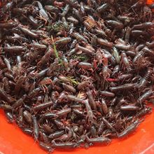 高抗小龙虾小龙虾苗鲜活养殖幼苗活虾批发包活稻田淡水种苗包邮包