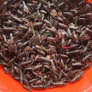 �߿�С���rС���r���r���Bֳ������r���l����ﵭˮ�N����]��