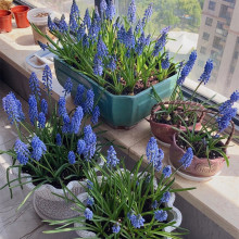 葡萄风信子种球室内水养水培套餐冬季土培耐寒易活花卉盆栽风信子